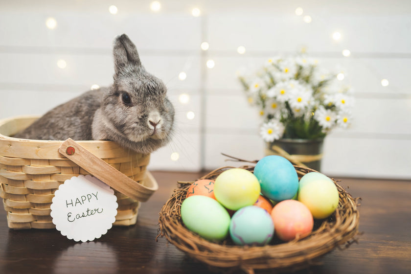Holen Sie sich einen Hasen zu Ostern