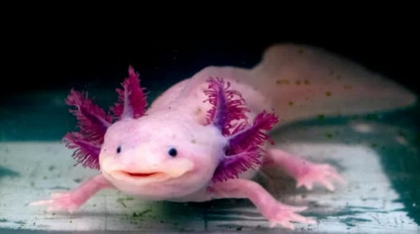 Axolotl World: From Real-Life Smiles to Adorable Plush Toys